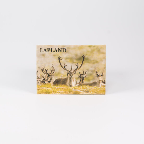 Magnet, Lapland, reindeers